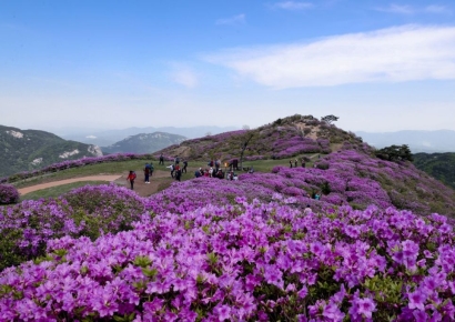 합천군, 제30회 황매산 철쭉제… 10일간 대장정