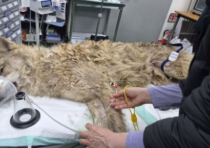 '늑구' 열흘만에 생포…건강 이상 없어