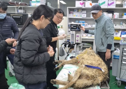 생선가시와 낚싯바늘 삼킨 채 버틴 10일…2살 늑대 '늑구의 해방일지'