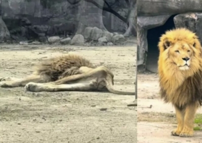 "암컷 사자 잃고 우울증, 40일 넘게 못 먹어"…앙상하게 마른 中 숫사자 