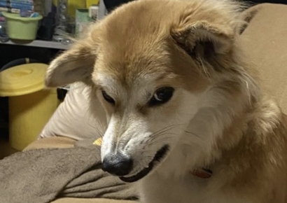 온라인 휩쓴 '밈' 직장인들 열광하더니…'반전 효과' 내는 '눈물'[실험노트]