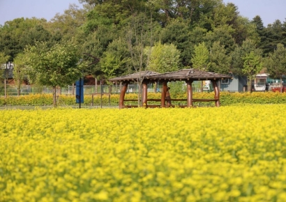 양주나리농원, 5월 9일부터 5월 17일까지 봄 무료 개장