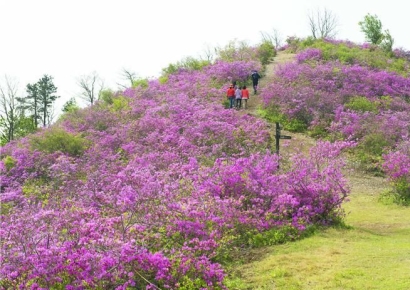 광양 백운산 국사봉, 철쭉 개화… 봄 정취도 물씬