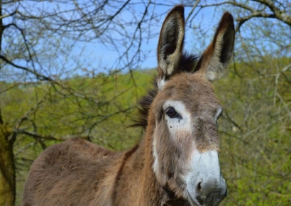 "이걸 어떻게 먹으라고" 불만 많더니 하루만에 '완판'…'소고기 천국' 아르헨 무슨일?