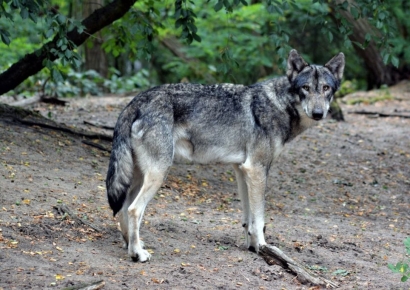 '늑구 신드롬'과 정반대 현실…이탈리아 국립공원서 늑대 10마리 잇단 독살