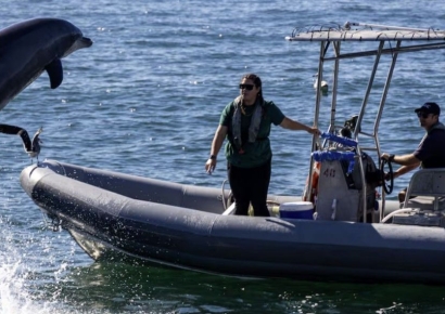 돌고래가 기뢰 찾는다고? …이라크전도 뛴 '해군 고참'