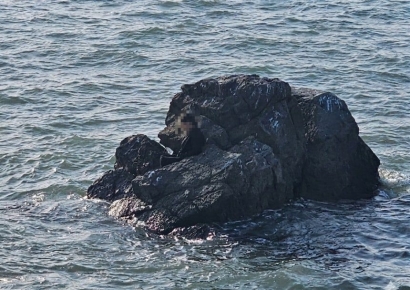 잠깐 눈 붙였다 일어나니…대부도 갯바위서 고립된 60대, 무사히 구조