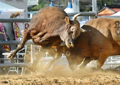 "힘센 소 모여라" … 창원시, 창원 전국민속 소힘겨루기 대회 오는 29일 개막