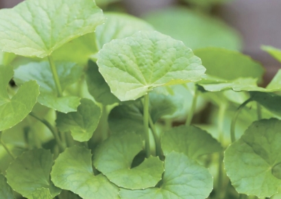 한국인들, 피부 진정에 좋다고 바른 '이 성분'…항생제 내성 억제 효과 확인