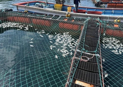 Shinan-gun Selected for “Pilot Aquaculture Support Project for Climate Change Response”