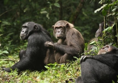No Mercy for the Old or Young... Ugandan Chimpanzees Locked in 'Civil War'
