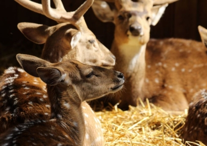 '늑구' 돌아오니…이번엔 광명서 '사슴 5마리' 집단 탈출 