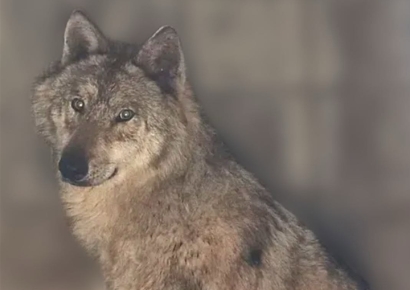 이제 '인기스타' 늑구 근황 영상 못 본다…"밥을 왜 바닥에 주나" 극성팬 부담됐나