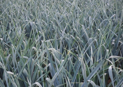 배추 이어 대파도 "무료로 가져가세요"…밭 싹 털린 농민들 황당 피해