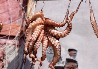 "19m 거대 문어, 백악기 바다 지배했나"…최상위 포식자설 제기[과학을읽다]