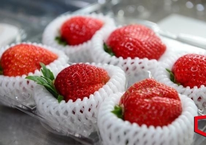 홍성군, 딸기 글로벌 마케팅 추진동력 얻었다