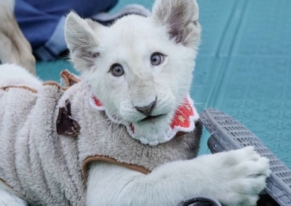 대전아쿠아리움 백사자 '보문이' 폐사…희귀질환 앓아