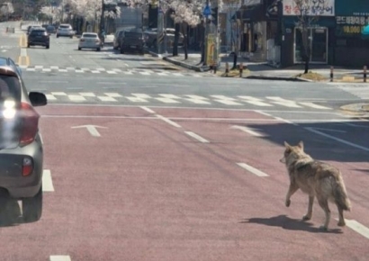 "재미로 그랬는데"…AI로 '가짜 늑구' 사진 유포한 40대 검거
