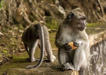 흙 퍼먹는 원숭이들…관광객이 준 '정크푸드'가 원인이었다