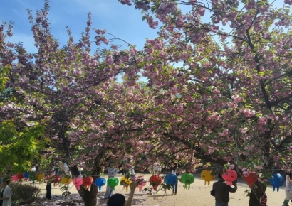 [기획] 늦었지만 더 깊은 봄…분홍 겹벚꽃 순천 선암사 물들여