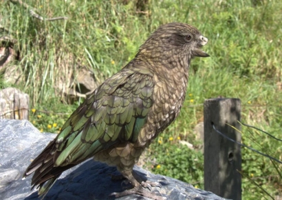 '부리 잃은 앵무새' 37전 전승…최강 비결은?