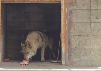 "매출 0원에도 커피 3000잔"…'늑구' 수색대 챙긴 오월드 카페 점주