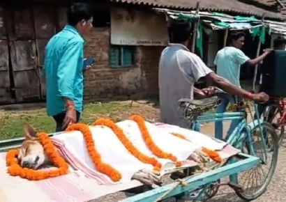 인도 떠돌이 개의 마지막 선택…독사 막고 아이들 살렸다