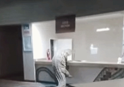 "당당하게 들어와 손님인줄" 아프리카 호텔에 나타난 식인 악어