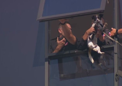 갑자기 사라진 반려견, 실종신고 했는데 이틀간 아파트 난간에 갇혀 있어