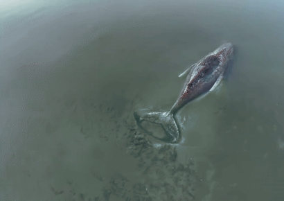 모래톱에 갇힌 고래 '티미'…바지선·중장비 동원해 구조 나선 獨