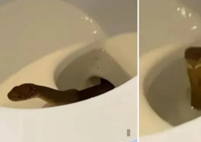 물 내리자 변기서 '불쑥'…필리핀 호텔 객실서 발견된 1.2m 뱀