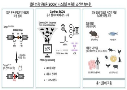 “只在想要的瞬间关闭基因”……IBS拓展脊椎动物基因调控技术[读懂科学]