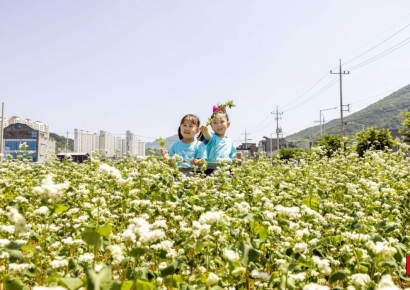 칠곡군,유휴지 6000평 메밀밭으로 아이들 웃음꽃