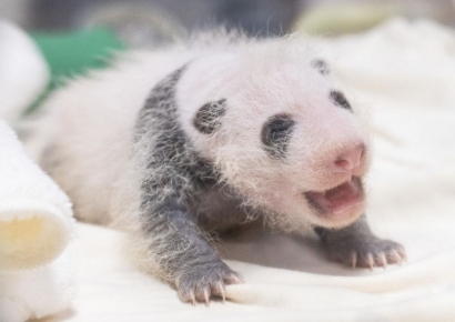 에버랜드, 생후 3주 '막둥이' 아기 판다 사진 공개